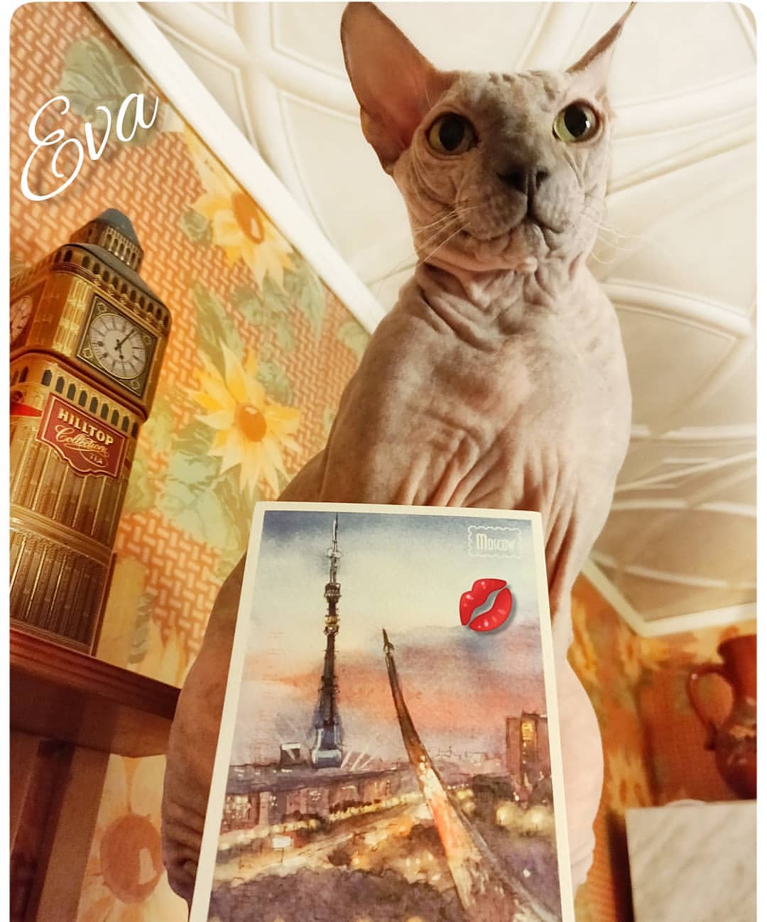 eva_sphynx_cat в LOOKY — фото 3