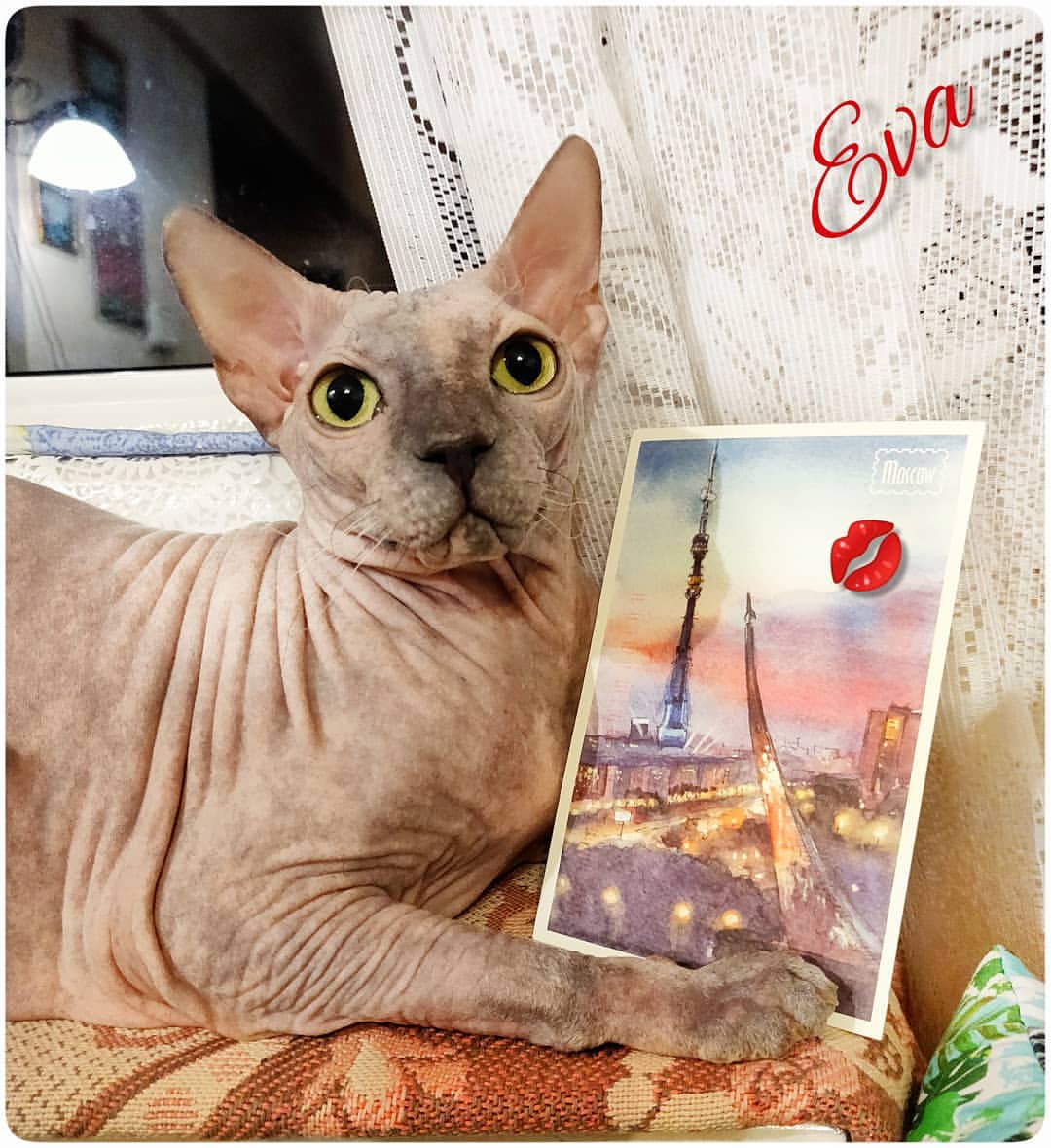 eva_sphynx_cat в LOOKY — фото 2