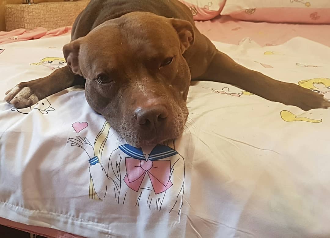buntarka_161 in LOOKY. #пряник,#sailormoon,#pitbullinstgram,#pitbull,#instapitbull,#несетвозмездиевоимялуны. Сейлор Мун на минима...