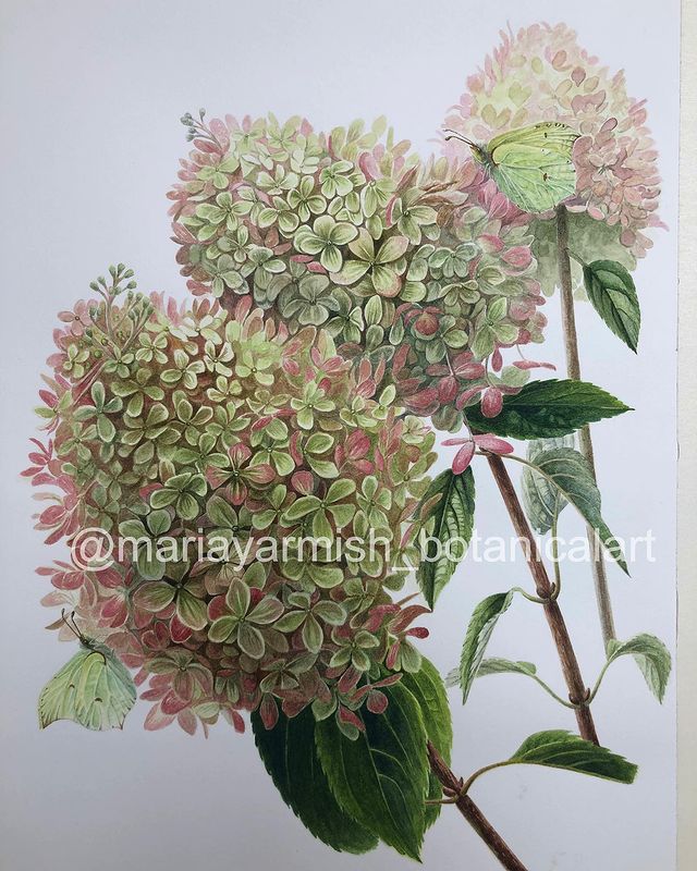 mariayarmish_botanicalart в LOOKY. . null