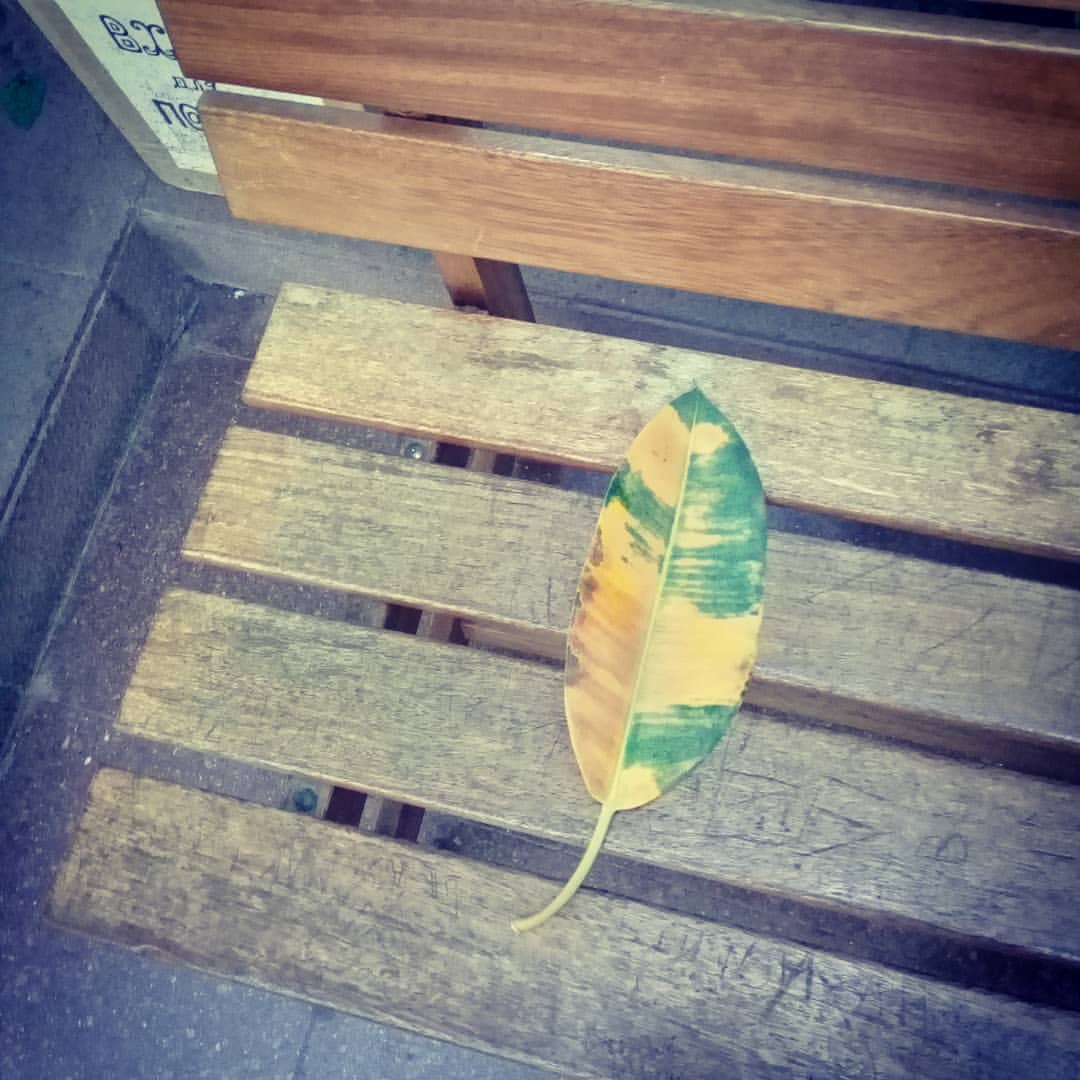 yushaart в LOOKY — #october #autumn #russia  #октябрь #осень  #лист #листья #са