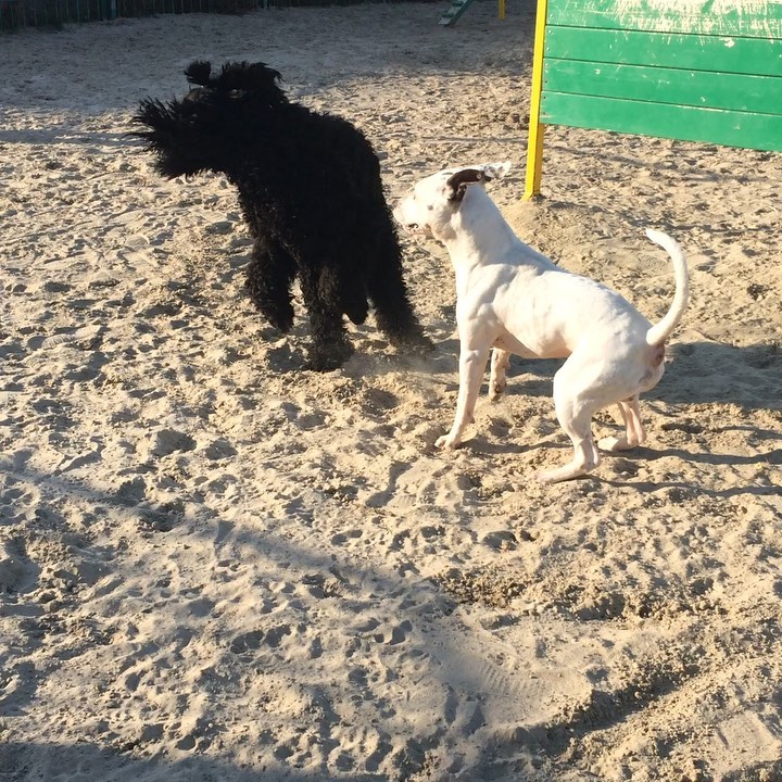 avrora_rossa в LOOKY. #brt,#blackrussianterrier,#blackrussianterriers,#russianblackterrier,#russianblackterriers,#русскийчерныйтерьер,#черныши,#черныйтерьер,#черныйрусскийтерьер,#собакасталина,#рчт. игрульку поскакульки...