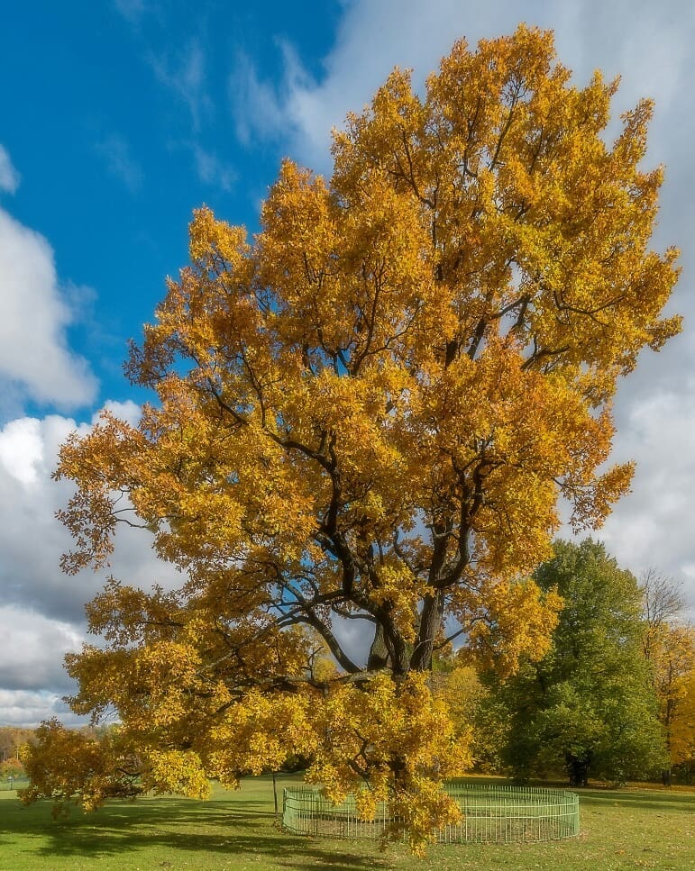 photo_mihalych в LOOKY — фото 2