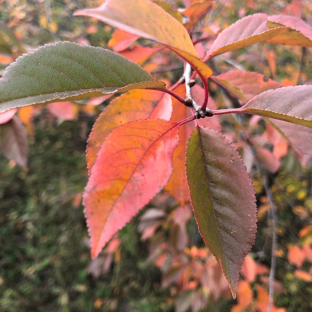ekaterina__lyskovseva в LOOKY — фото 6