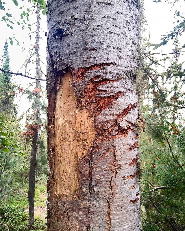 d.ignatiyev в LOOKY. #bear,#taiga,#BarguzinNatureReserve,#Buryatia,#RGO. There, we aren't the...