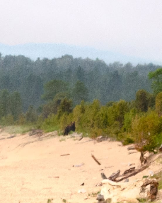 d.ignatiyev в LOOKY — Почетный гость нашего лагеря #bear #BarguzinNatureReserve #B