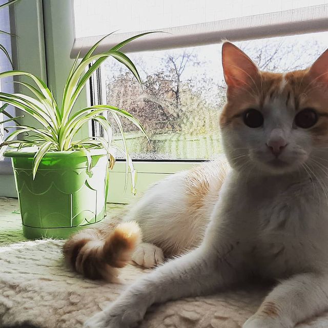 maeko_382 в LOOKY. #котофей,#кузя,#важныйкот,#рыжуля,#just,#cat,#loveit. #котофей #кузя #важн...
