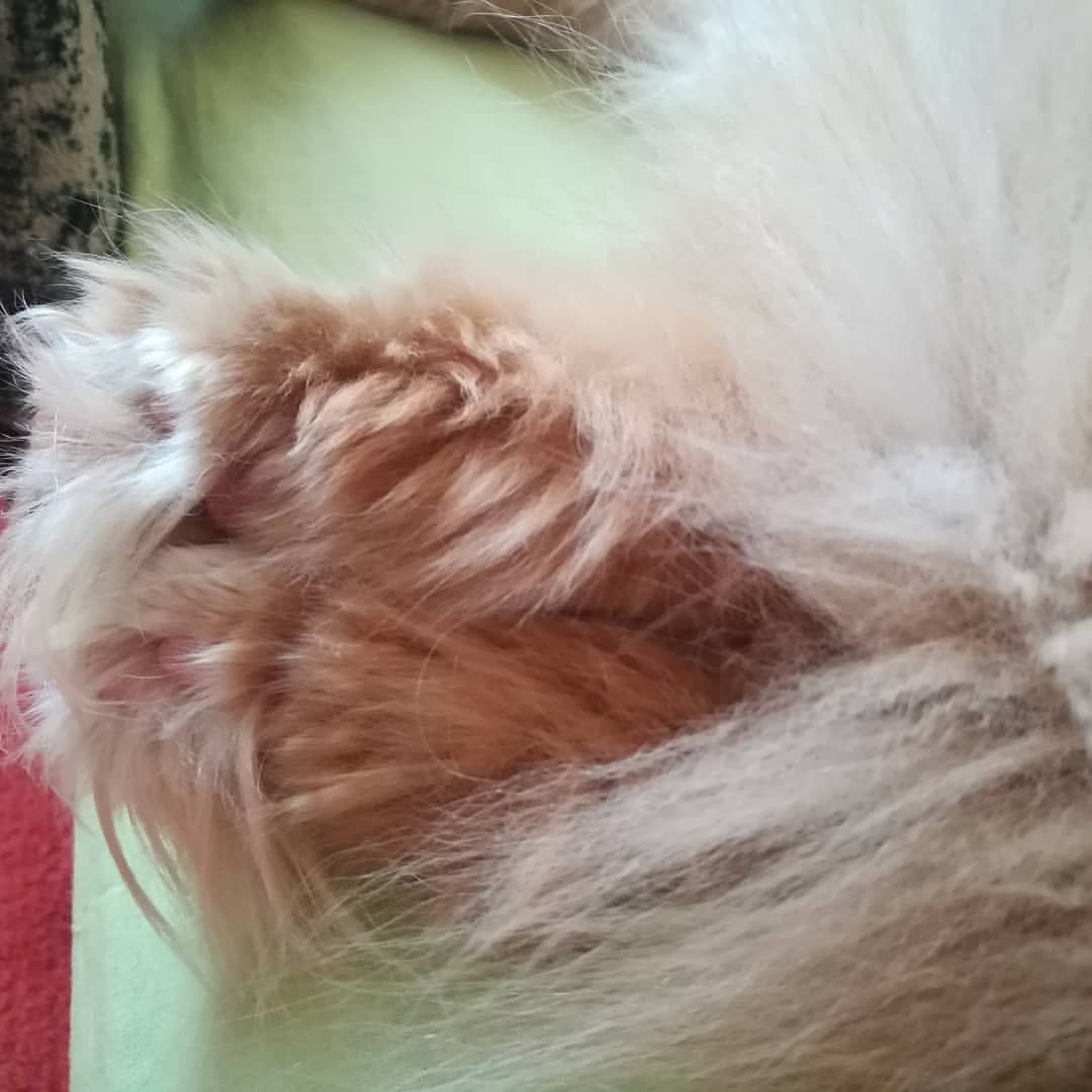fukstatyana_sw в LOOKY — После сытного  обеда, полагается поспать!😻 Жизнь удалась🐱
