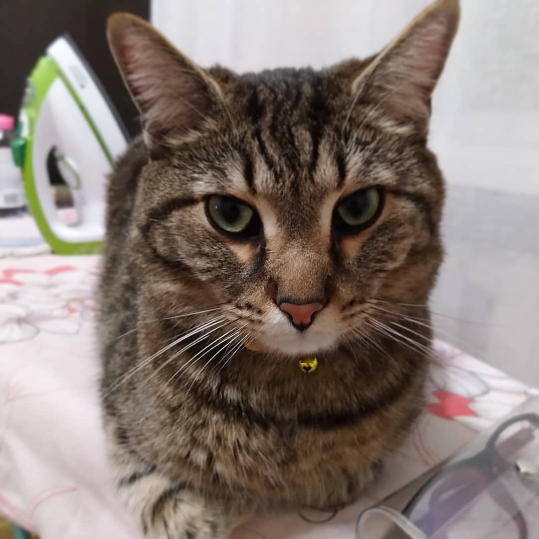 maksen_maksenych в LOOKY — Всем привмяу!!! #кот #Максён #кланарбузино #cat #catsofinsta