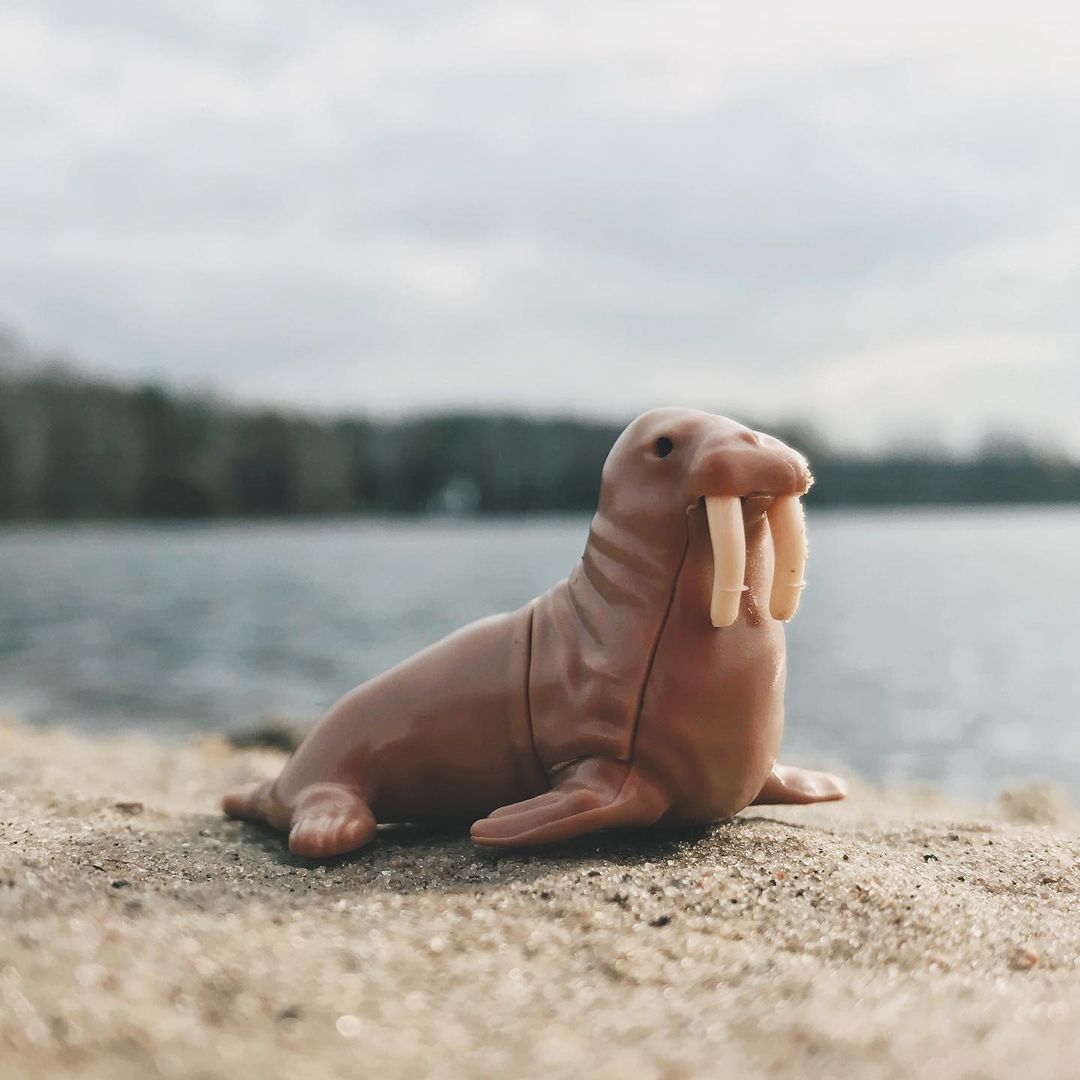 toys_pin in LOOKY. #woody,#walrus,#nature,#animals,#love,#дети,#sea,#world,#water,#travel,#naturephotography,#naturelovers,#toy,#children,#fantasy,#lol,#miniature,#shotoniphone,#iphone7,#sunset,#mobilephotography,#mobilephoto,#photoiphone,#north,#cold,#игрушки. “My Bonnie lies over...