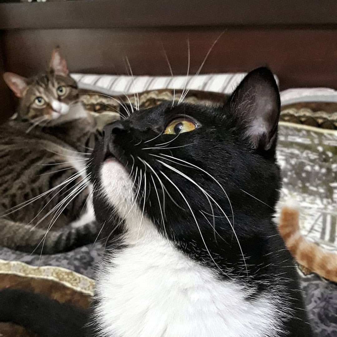 bsa2vl в LOOKY — #кот #котик #котейка #двакота #добрыекотики #мурлокотики #за