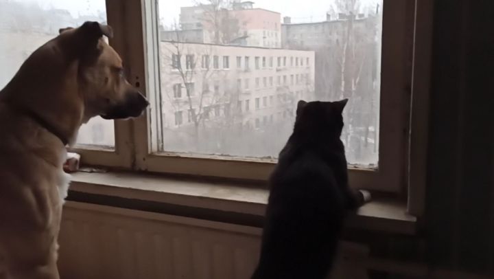 evgeniya_peregonceva в LOOKY. #Жорик,#котМуся,#отношения. Если прислушаться то...