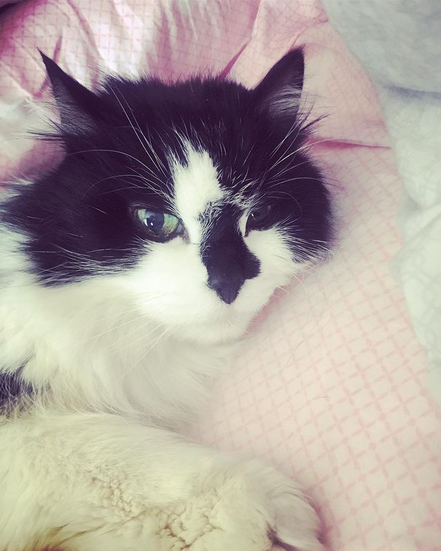 Нинуля 🖤 мама двойняшек • Иван •Мария в LOOKY. . Мой кот. Мой Яша. Як...