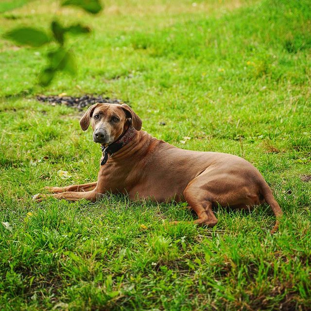 romashkin.anton в LOOKY. #2rav,#sonya7ii,#sonyalpharussia,#goodday,#tamronRussia,#colorframe,#headshot,#dog. Сабакен)))
#2rav #so...