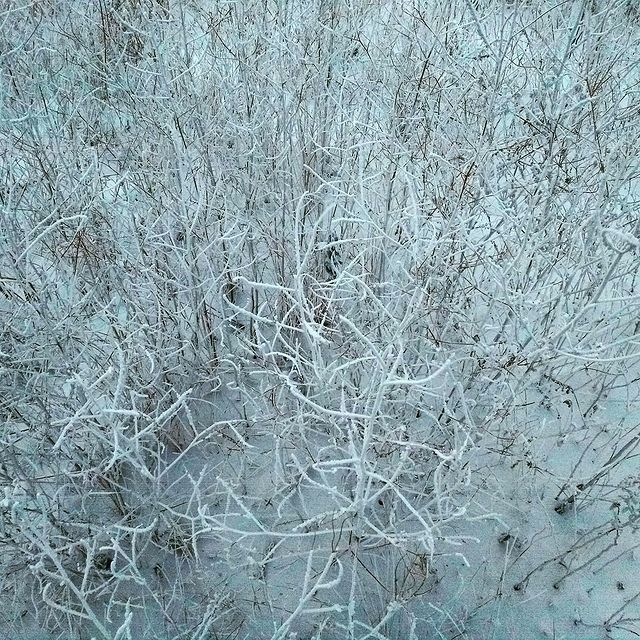 iadashkov в LOOKY. #нижнийтагил,#зима,#тагил,#трава,#мороз,#наморозило,#изморозь,#иней. Во как наморозило, х...