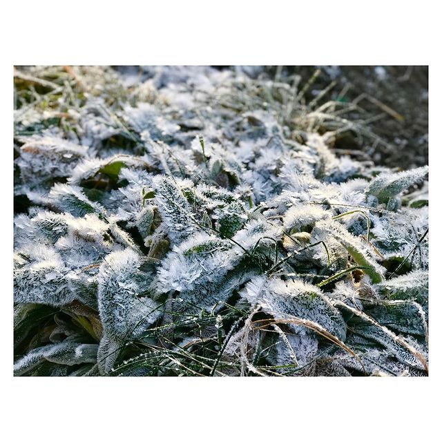 sarychevlesha в LOOKY. #pentaxme,#35mm,#analogcamera,#kodak,#kodakprofessional,#kodakprofessional_europe,#kodakproimage100,#ilford,#fujifilm,#photography,#фотограф,#photographer,#blogger,#путешествия,#travel,#follow,#canon,#top,#followforfollow,#followers,#followme,#москва,#moscow,#безфильтров. Зима совсем близко
c...