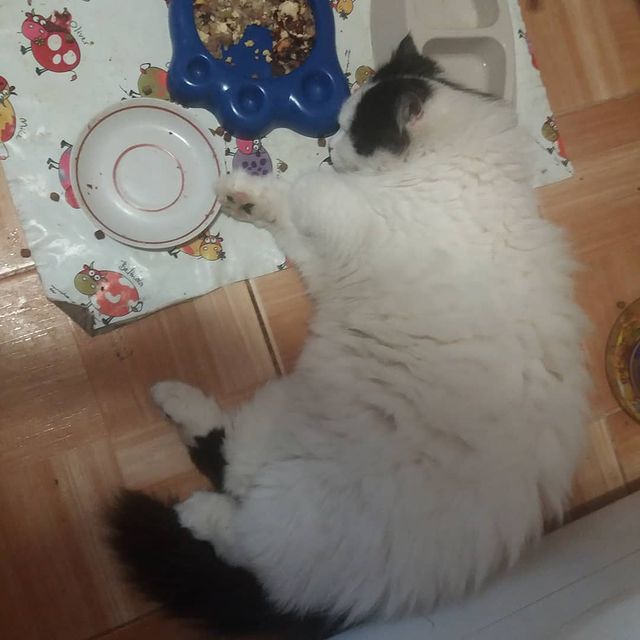 irin_no4ka.96 в LOOKY. . Когда после сытного ...