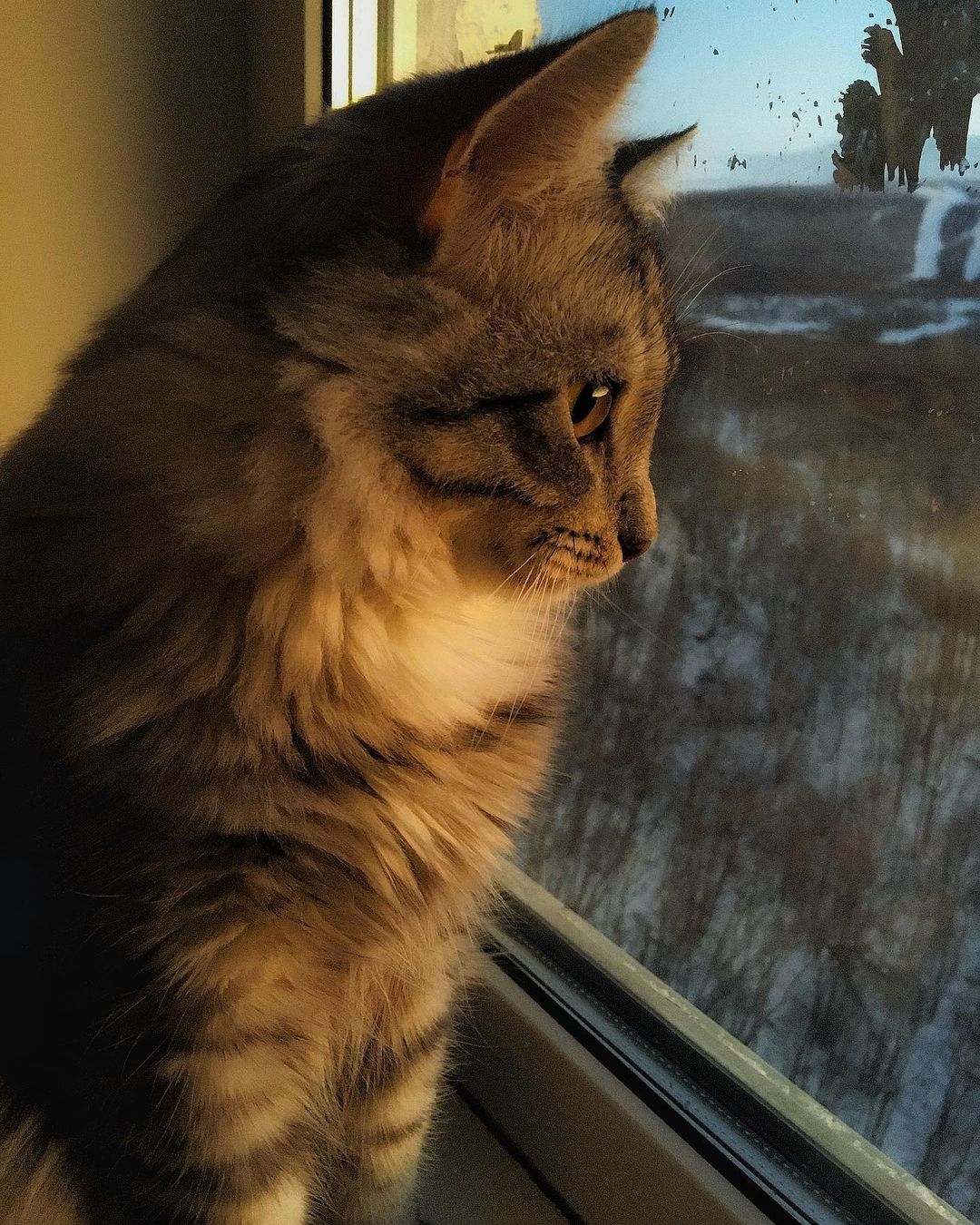 aapolyanskiy в LOOKY — #mylittlecat #siberia #2k19 #suncat #likeforlikes