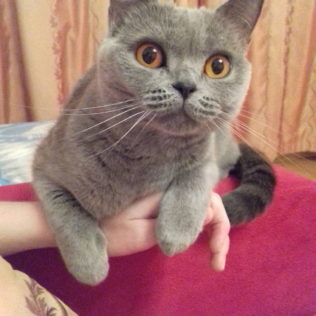 cat_musia_star_and_sima в LOOKY — фото 4