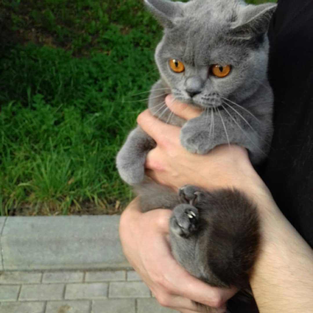 cat_musia_star_and_sima в LOOKY — фото 6