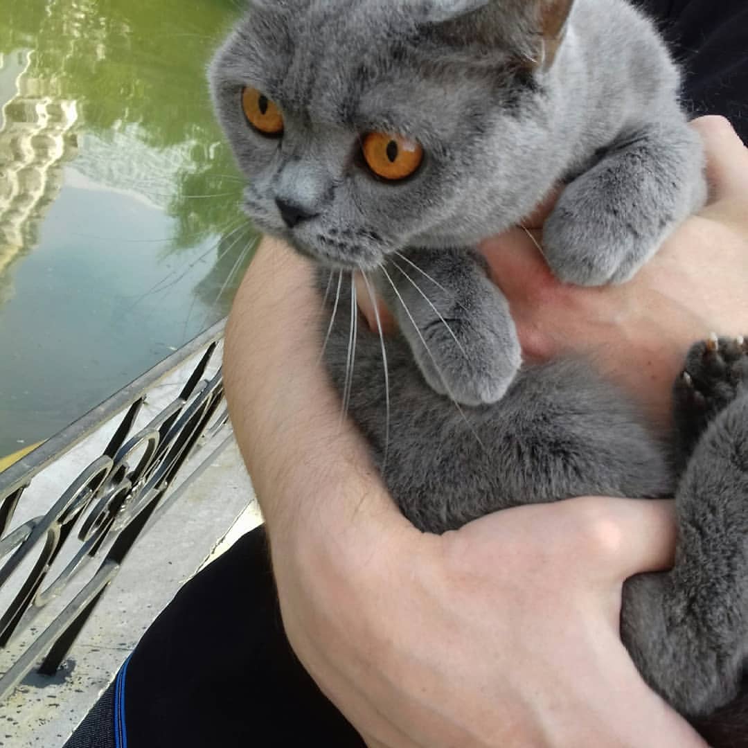 cat_musia_star_and_sima в LOOKY — фото 5