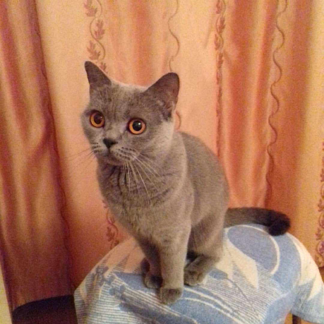 cat_musia_star_and_sima в LOOKY — фото 2