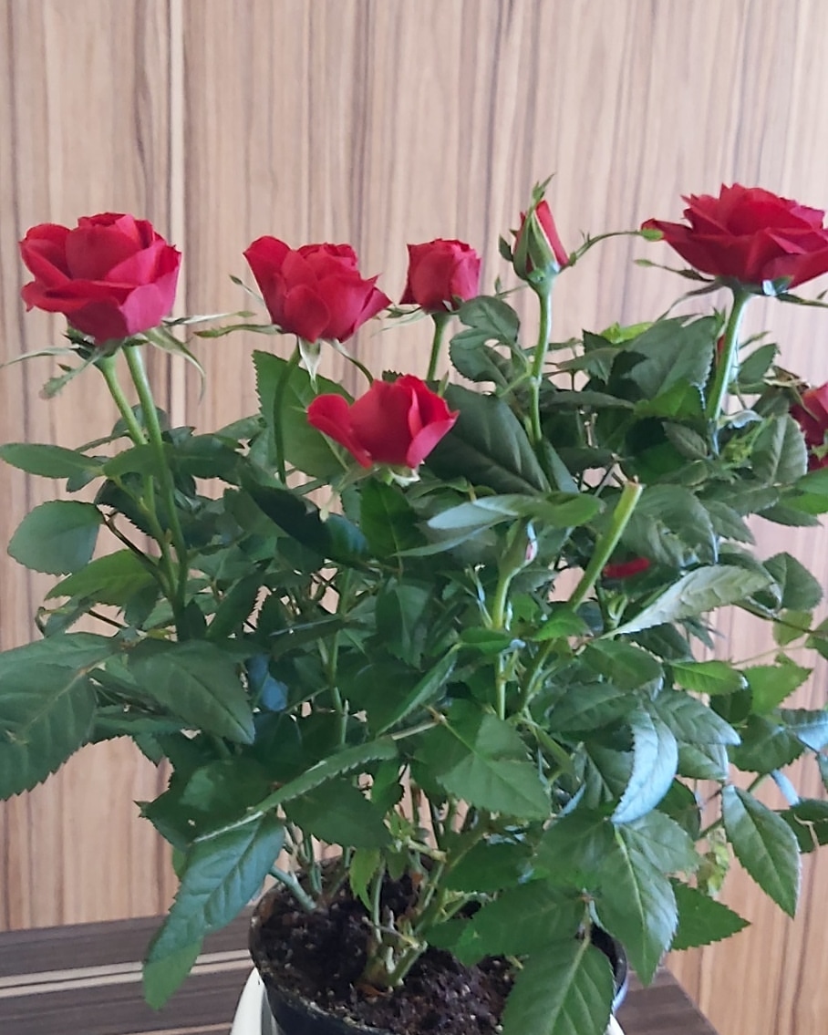 s_nik.nik_s в LOOKY. . Мой новый и пока еди...