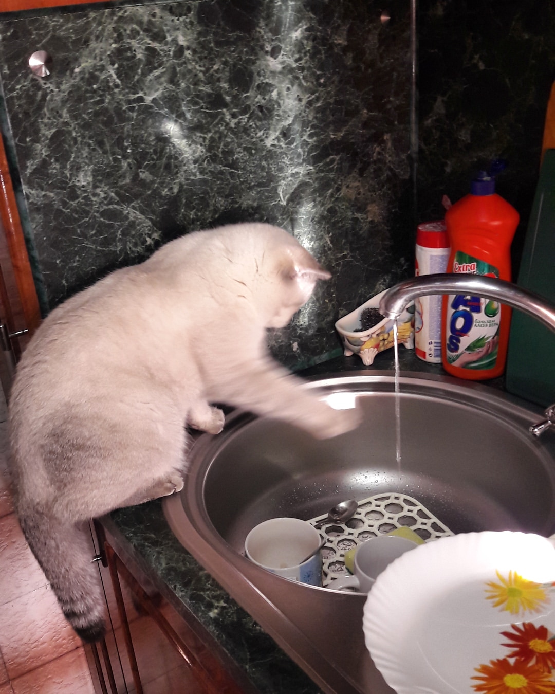 _cat_fomka_ в LOOKY — Я словил солнечного зайчика😊
#котикфомка #cat #котище #slee