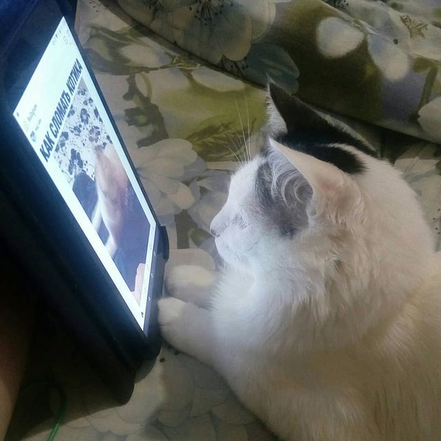 cute_marcus_cat в LOOKY. #котейкавинстаграмме. #котейкавинстаграмме