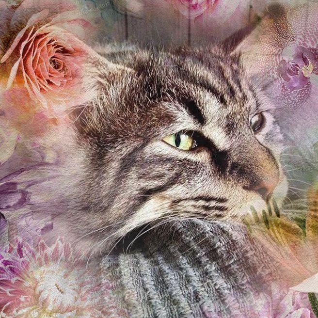 samson_and_barrymore.bobtails в LOOKY — фото 2
