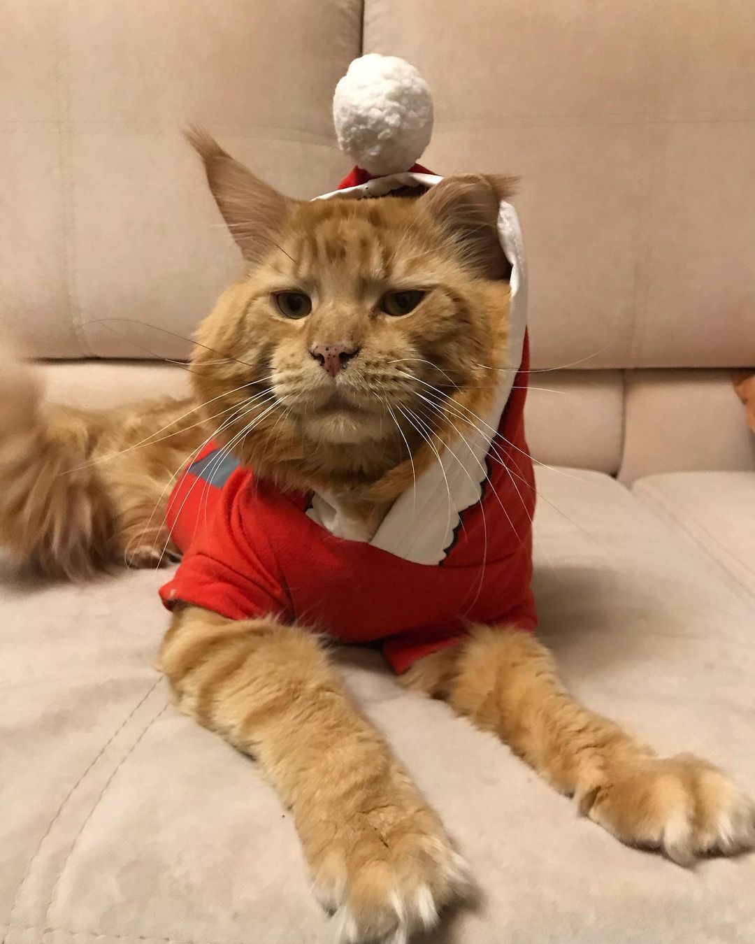 excellentlinemainecoons в LOOKY — фото 2