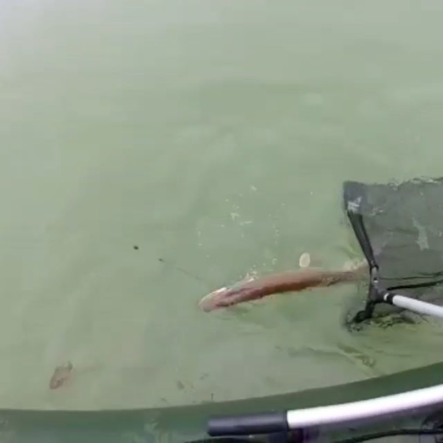 fishing.ideal в LOOKY. #рыбалка,#щука,#ловлящуки,#fishing,#Fisher,#нареке. Ловля щуки на кружки...