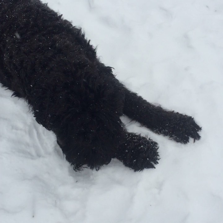 avrora_rossa в LOOKY. #russianblackterrier,#russianblackterriers,#blackrussianterrier,#brt,#русскийчерныйтерьер,#черныйрусскийтерьер,#черныйрусскийтерьер❤️,#собакасталина,#рчт,#рчтнастоящийдруг,#рчтлучшийдруг,#черныйтерьер. Завтрак Авроры😉❄️❄️...