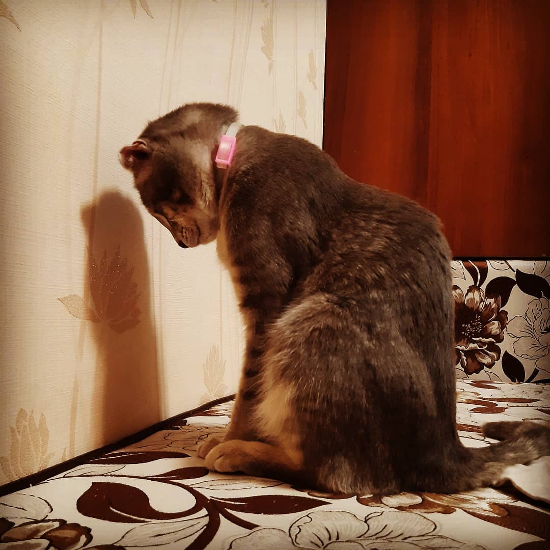 marishka_br_92 in LOOKY. #котвступоре. #котвступоре