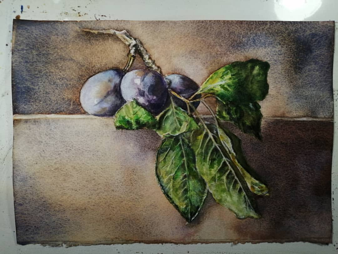 art_irasokolova в LOOKY — Натюрморт со сливами. Акварель, бумага Hahnemuhle 300 г, 21х