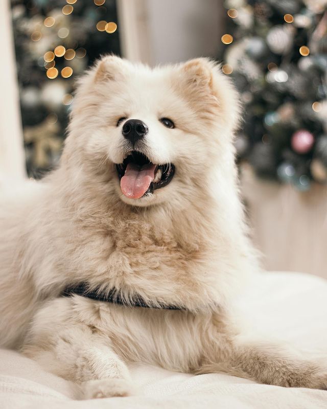 sabipiter в LOOKY. . null