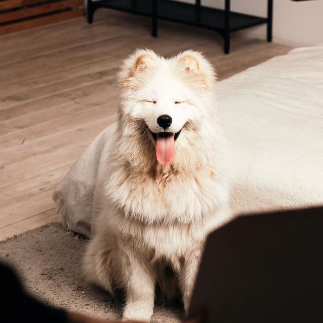 sabipiter в LOOKY. . null