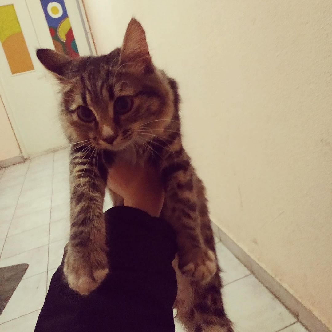 sysoevaolb в LOOKY — Помогите найти дом котёнку. Нам подбросили котёнка. Она очен
