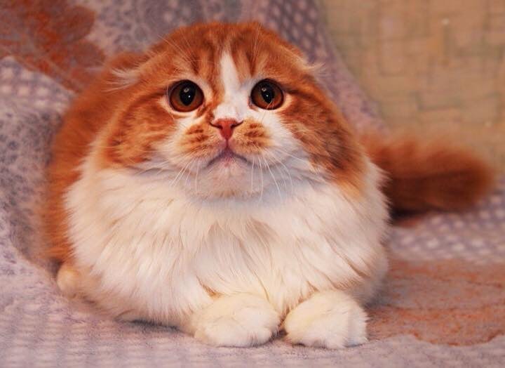 golden_british_crystalkay в LOOKY — #scottishfold #redcat #scottishstraight #scottish #kitten #k
