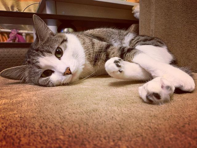 sv_vn_ в LOOKY. #кот#котобормот#котячийкусь#cat. Каждый человек думае...