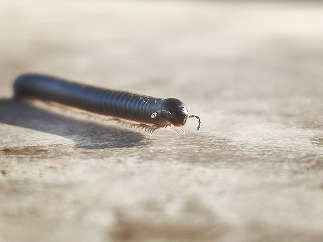 magila34 в LOOKY. #xiaomi,#mi9,#mi9camera,#mobilephoto,#bestcamera,#nightshot,#shotinthedark,#macro,#catterpillar,#closeup,#closeupphoto,#bug,#stage#stage,#hdr,#light,#truetone,#noedit,#nocorrection. #xiaomi #mi9 #mi9cam...