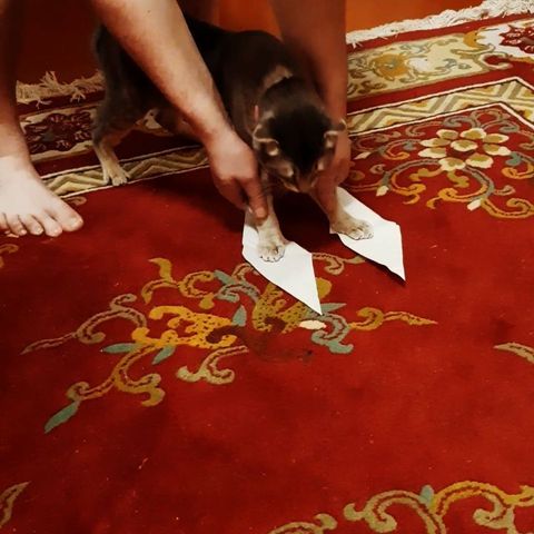marishka_br_92 in LOOKY. #котэ. #котэ