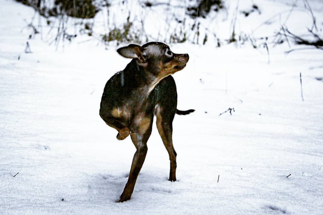 nasyadutova in LOOKY. #пес,#dog,#mydog,#my_dog,#krsk,#krasnoyarsk,#красавчик,#beatiful,#красноярск,#цвет,#фото,#нос,#той,#тойтерьер,#toyterrier,#вцвете,#цветной,#photooftheday,#black,#white,#photographer,#photos,#шоколадный. .
.
.
.
.
.
.
.
.
#с...