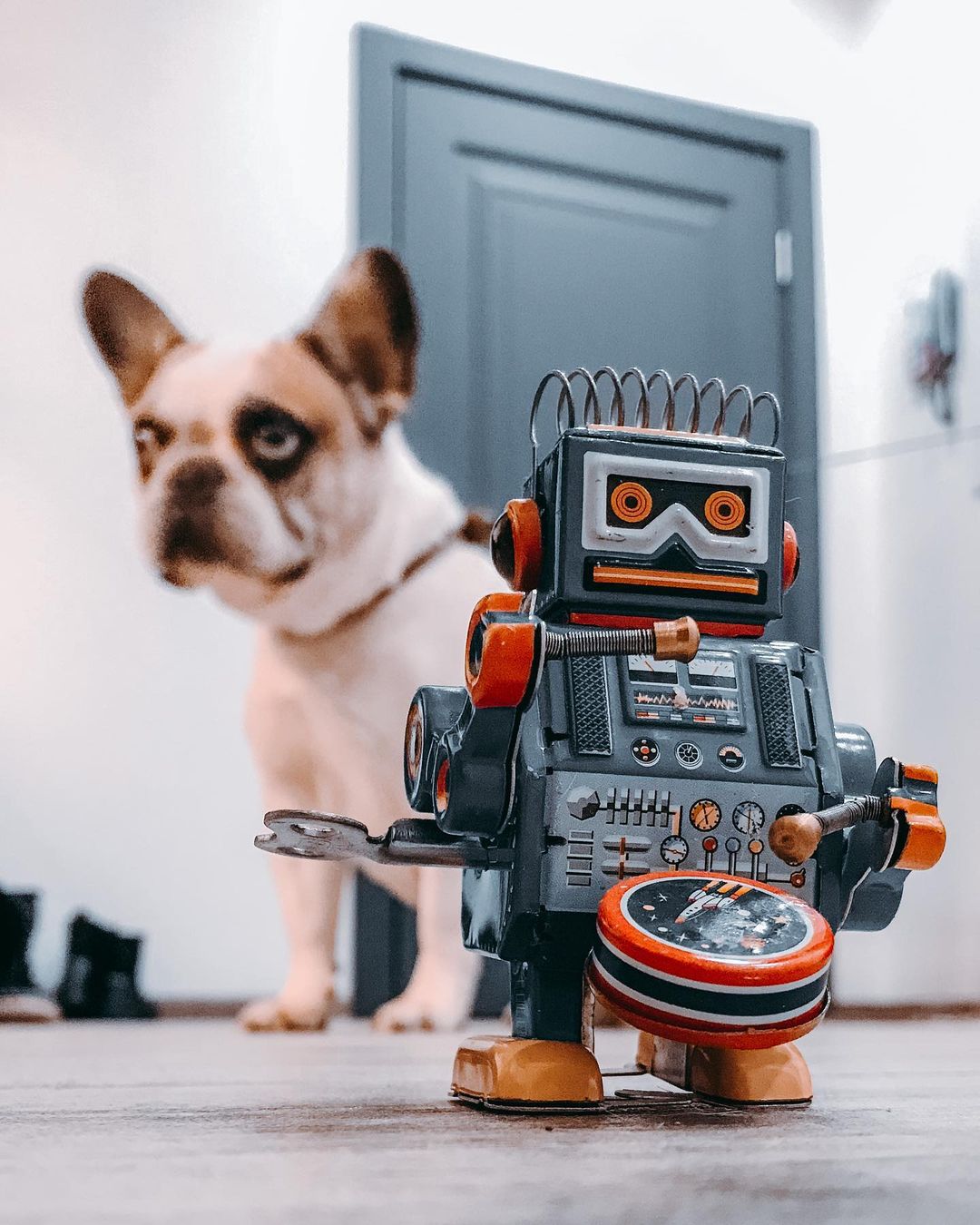 toys_pin in LOOKY. #робот,#роботы,#игрушки,#французскийбульдог,#собака,#dog,#mytoys,#robot,#children,#shotoniphone,#iphonography,#caseiphone,#mobilephotography,#mobilephoto,#frenchbulldog,#irobot,#miniature,#love,#hipster. It's actually probab...