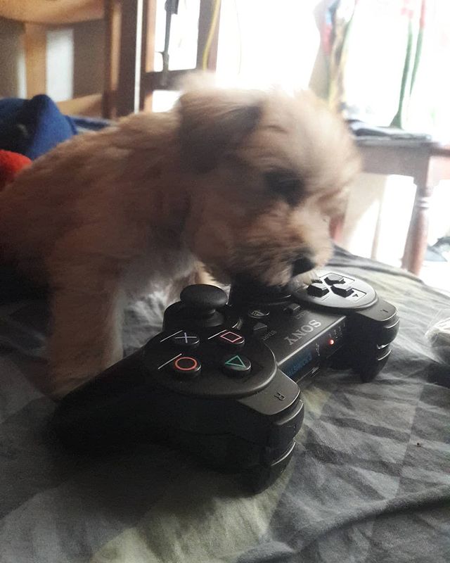miguelgratelli в LOOKY. #dog. It wants to challeng...