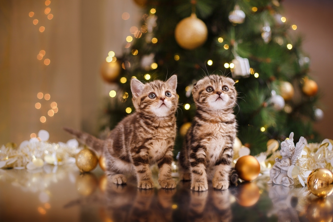 viktori_ya12 в LOOKY — Christmas mood 🎁🎄 Новогоднее и Рождественское настроение н
