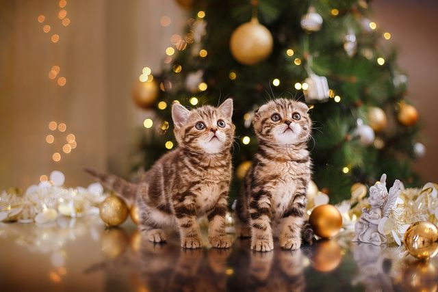 viktori_ya12 в LOOKY. #merrychristmas,#newyear2020,#католическоерождество,#catholicchristmas,#christmastime,#котикиправятмиром,#лайк,#подписказаподписку,#должанская,#новыйгодейск,#kazbereg,#жизньнаберегуморя. Christmas mood 🎁🎄 ...