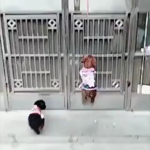 michaelg_dr в LOOKY. #missionimpossible,#dogsofinstagram. Mission: Impossible ...