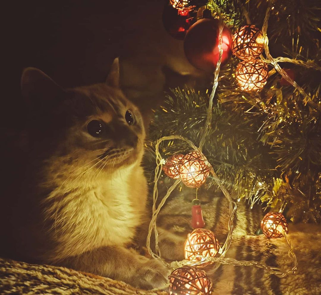 oleg_lll_ в LOOKY — #nokiamobilenewyear котики тоже хотят подарок на новый год))