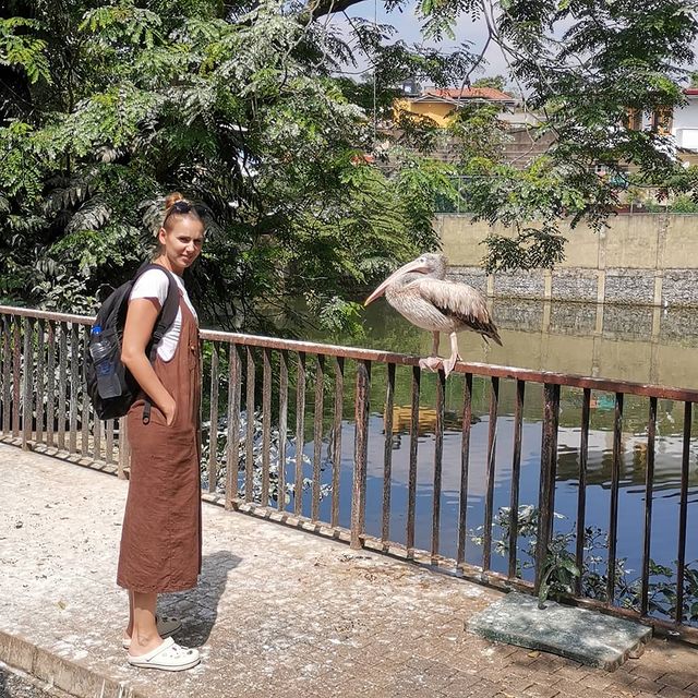 tatianaarshinova в LOOKY. #шриланка,#зоопарк,#птичка,#кденьгам💸💸💸. Ко мне прилетела эта...
